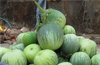 Udupi paryaya - mattu gulla will be available, say growers